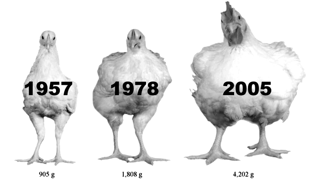 Evolucion del peso de los pollos de engorde con los años