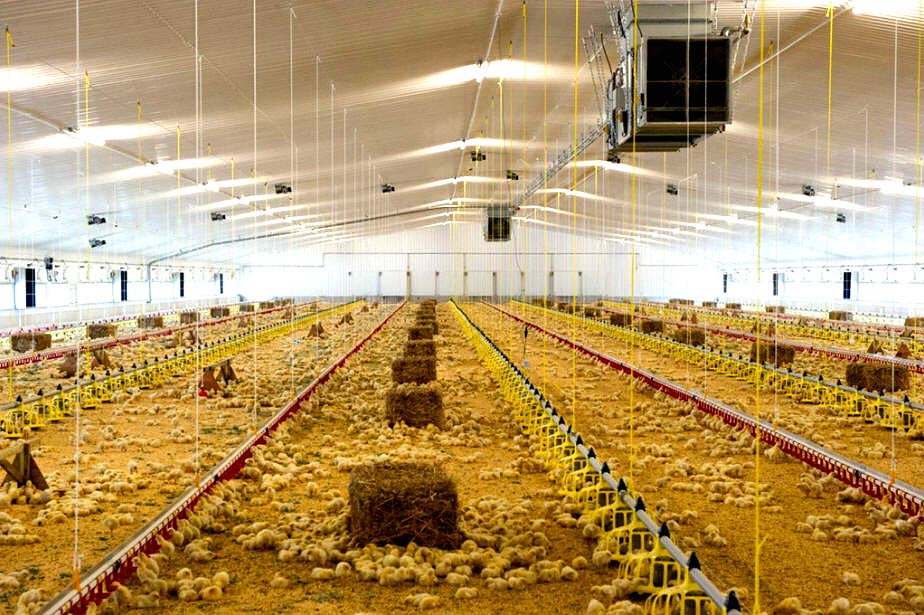 Vista interior de una granja de pollos