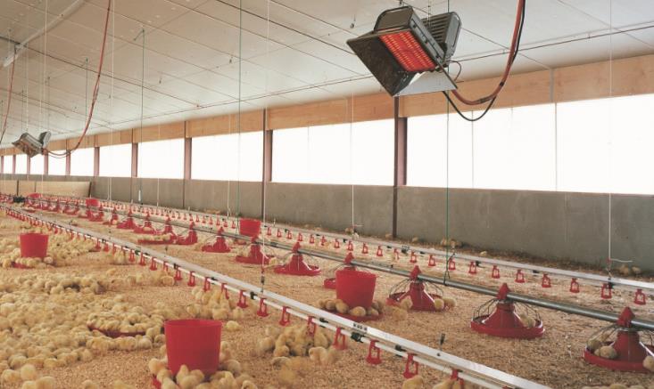 Calefactor montado en granja de pollos