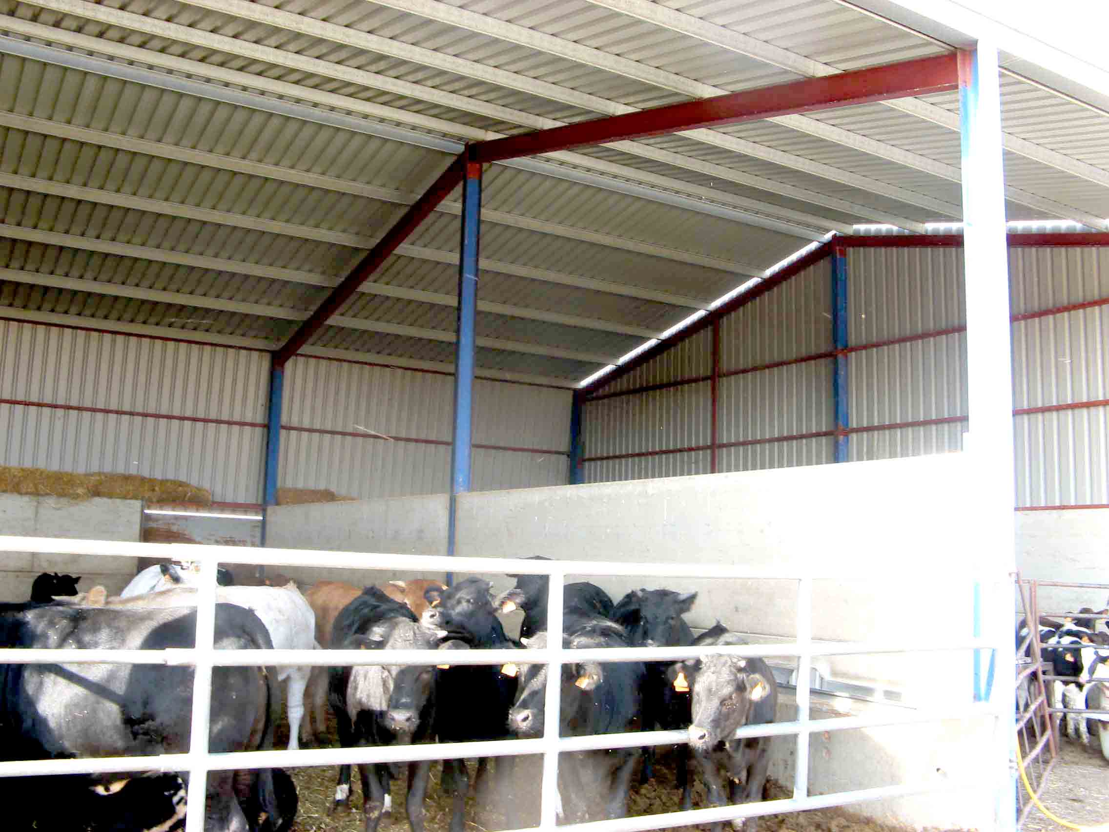 Nave bovina para ganado vacuno a base de estructura metálica y cubierta de chapa grecada, con zócalos de 2,4 m de altura de placa alveolar de hormigón pretensado.