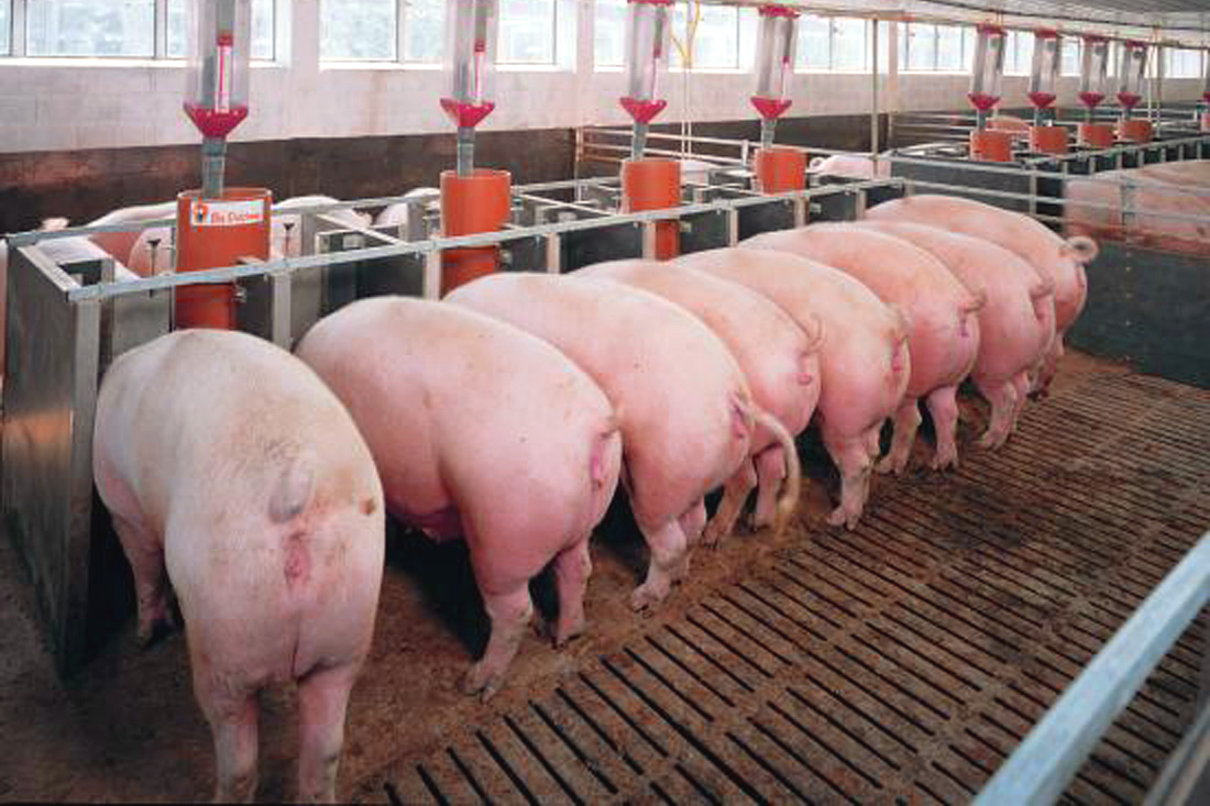 Cerdos de cebo comiendo en comederos individuales.
