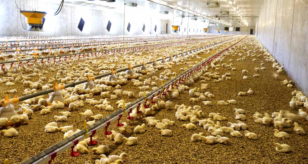 Resultado de imagen para granjas de pollos