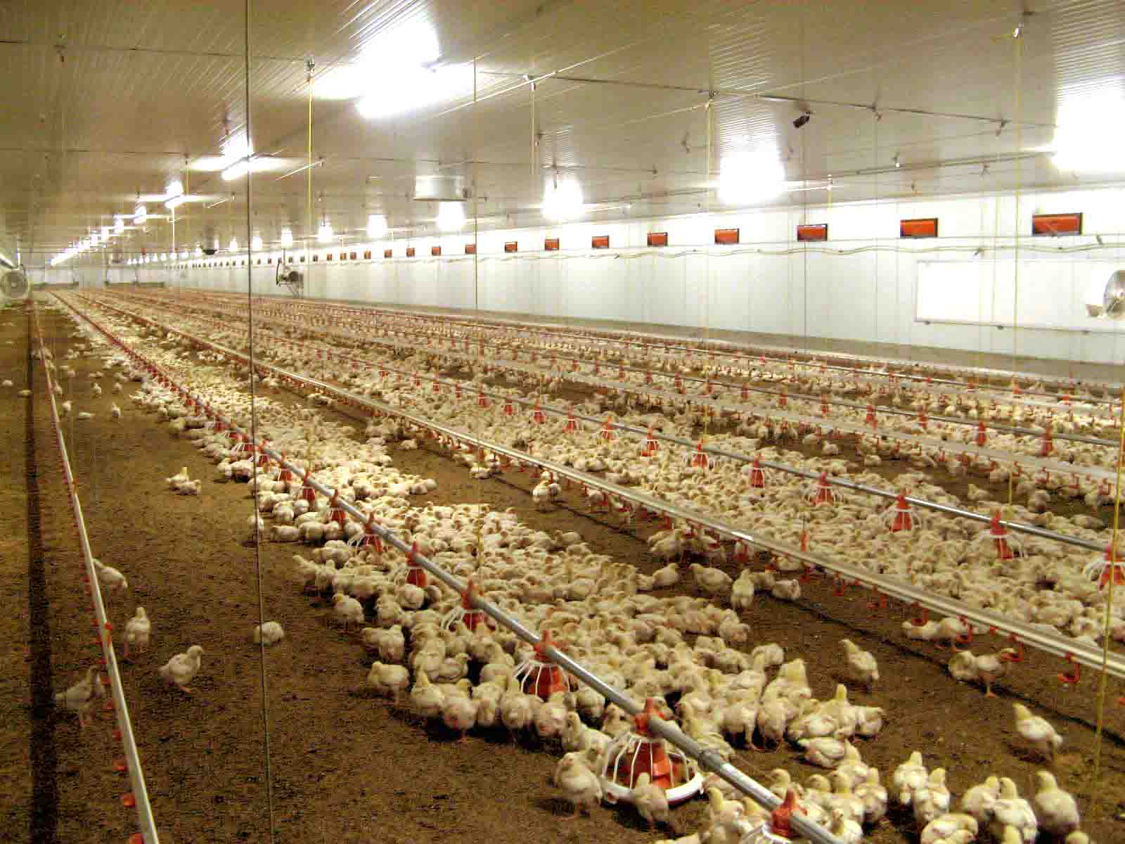 Granjas de pollos a 50 €/m2 nave, granja de pollos, granja de gallinas