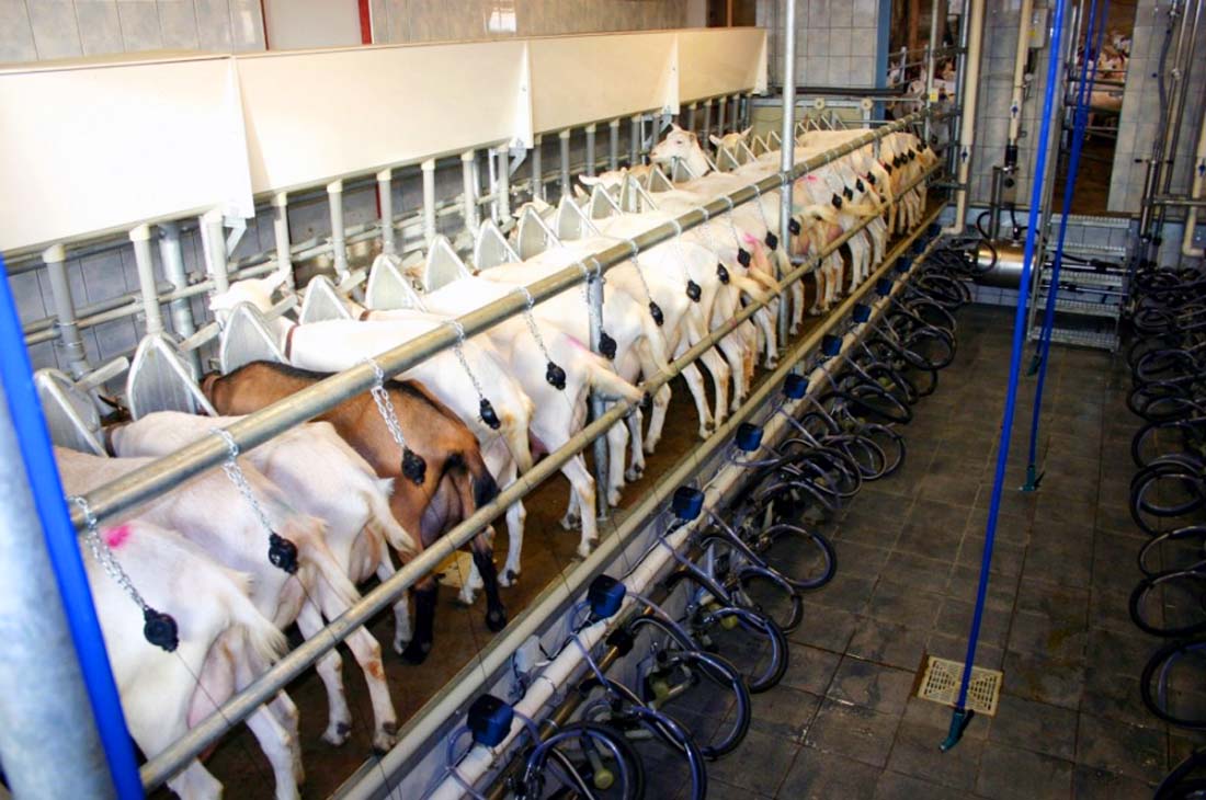 Sistema Casse para la extracción de la leche de las cabras productoras.