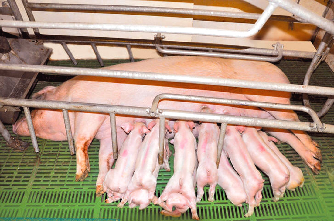 Granjas de cerdos desde 27 €/m2 sum., granja de cerdos, cria de cerdos